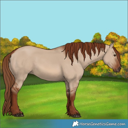 Horse Color:Red Dun