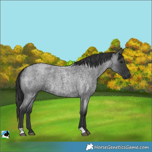Horse Color:Unknown 