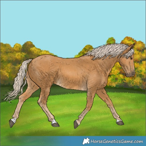 Horse Color:Palomino 