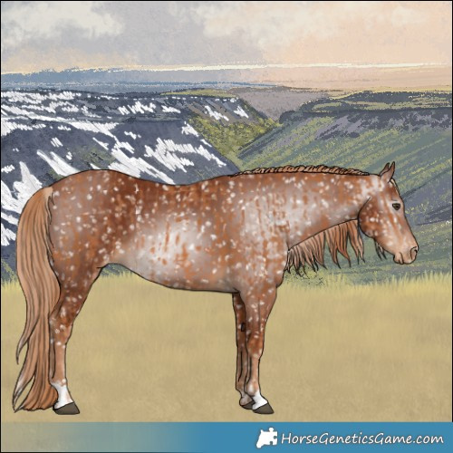Horse Color:Chestnut Snowflake Varnish  and Gray Chestnut Snowflake Varnish 