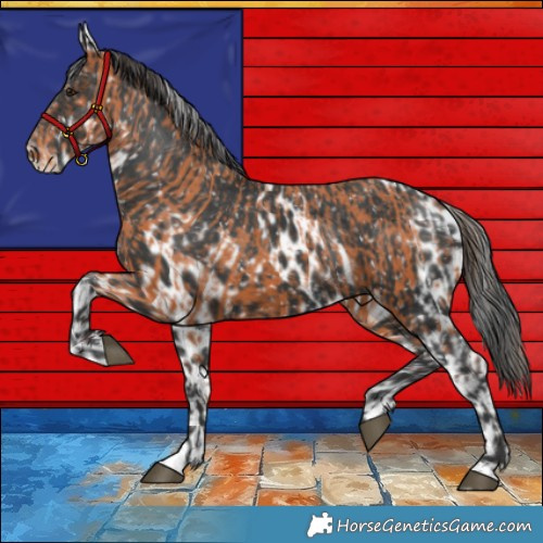 Horse Color:Bay Skewed LP Spotted  and Black Skewed LP Spotted 