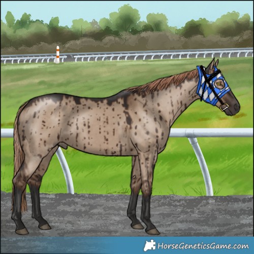 Horse Color:Liver Red Dun Brindle