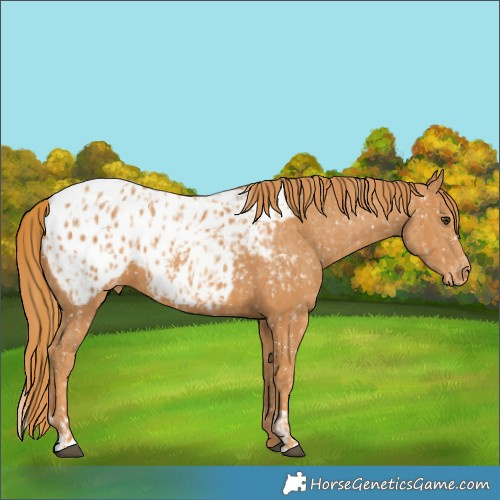 Horse Color:Chestnut Appaloosa and Chestnut Appaloosa