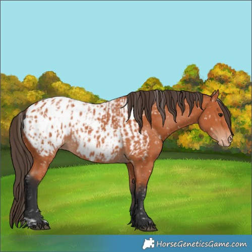 Horse Color:Bay Blanket and Bay Blanket