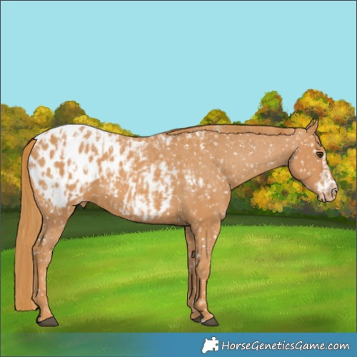 Horse Color:Chestnut Blanket  and Chestnut Frame Blanket 