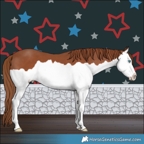 Horse Color:Chestnut Splash