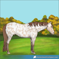 Horse Color:Amber Champagne Dun Near Leopard  and Amber Champagne Dun Splash Near Leopard 