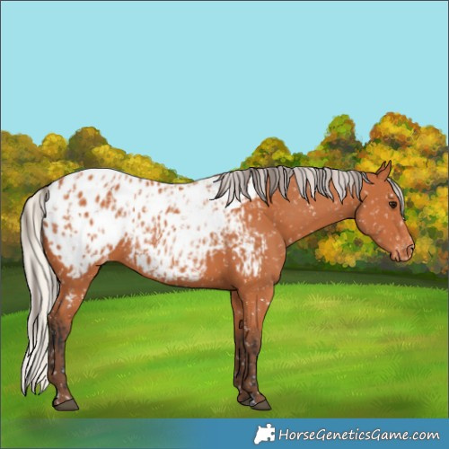 Horse Color:Bay Blanket  and Silver Bay Blanket 