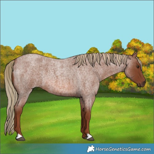 Horse Color:Red Roan 