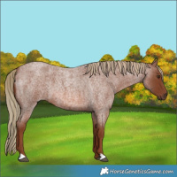 Horse Color:Red Roan 