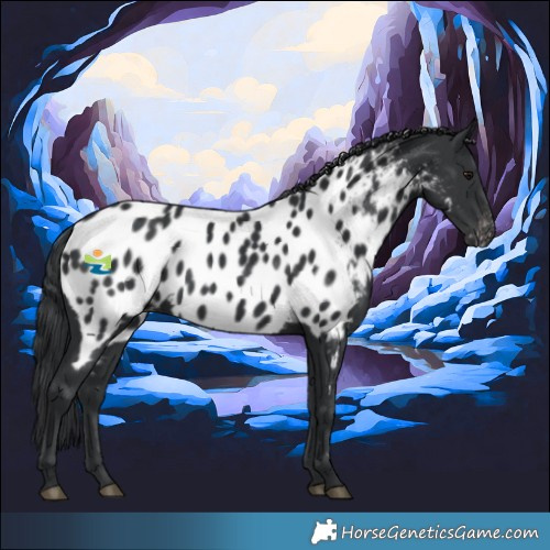 Horse Color:Black Appaloosa 