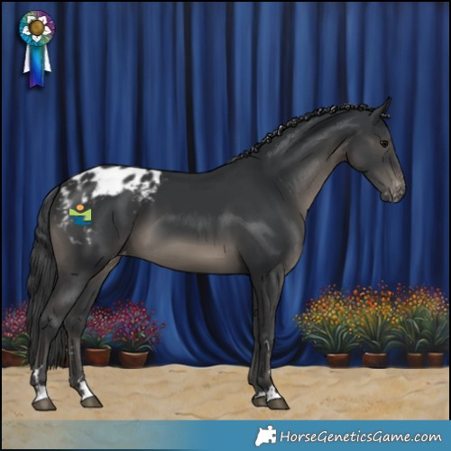 Horse Color:Black Appaloosa