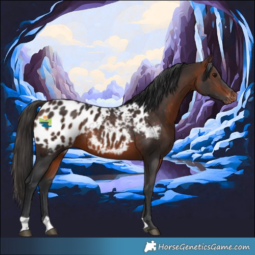 Horse Color:Bay Appaloosa 
