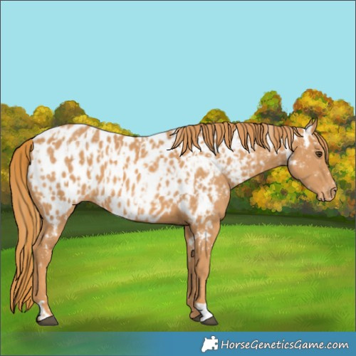 Horse Color:Chestnut Near Leopard and Chestnut Near Leopard