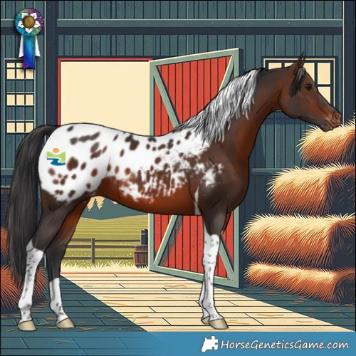 Horse Color:Brown Tobiano Appaloosa 