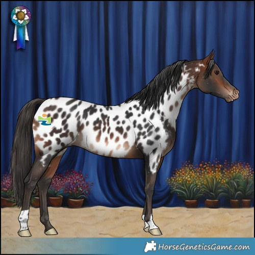 Horse Color:Bay Appaloosa 
