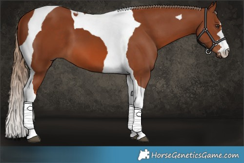 Horse Color:Chestnut Tobiano 