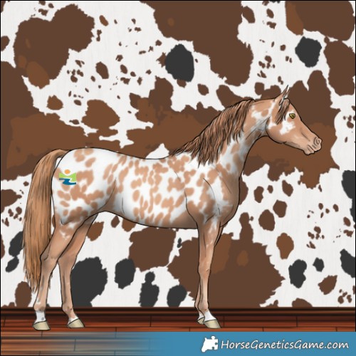Horse Color:Gold Champagne Near Leopard