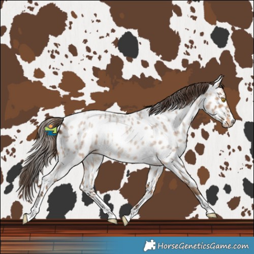 Horse Color:Amber Champagne Roan Near Leopard