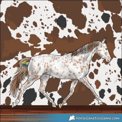Horse Color:Gold Champagne Near Leopard 