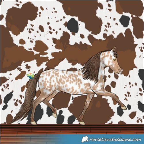 Horse Color:Amber Champagne Near Leopard