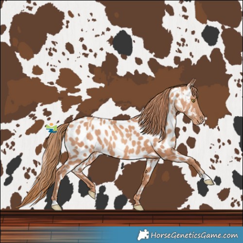 Horse Color:Gold Champagne Near Leopard