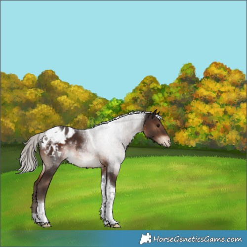 Horse Color:Silver Brown Tobiano Blanket
