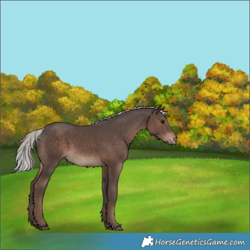 Horse Color:Silver Black Varnish 