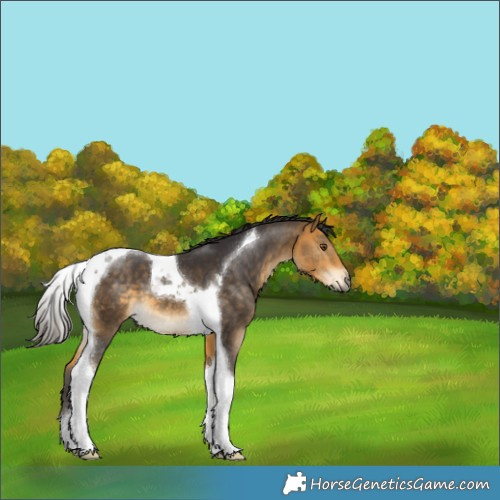 Horse Color:Buckskin Tobiano 