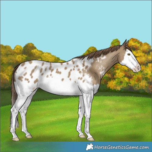 Horse Color:Classic Cream Champagne Splash Appaloosa