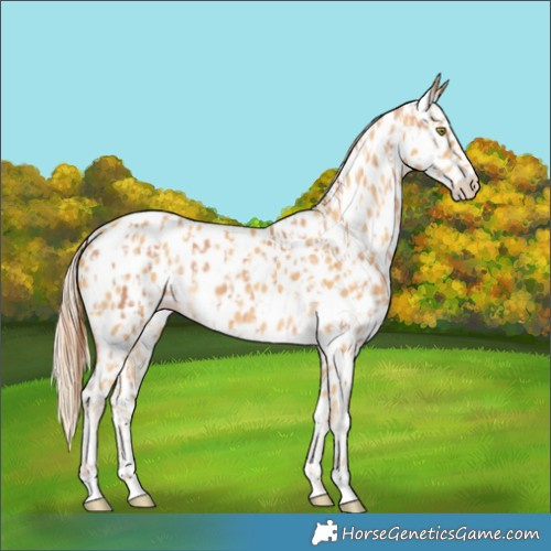 Horse Color:Gold Champagne Near Leopard and Gold Cream Champagne Near Leopard