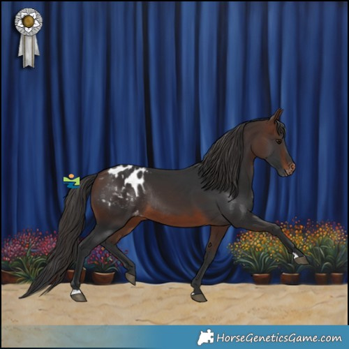 Horse Color:Brown Appaloosa Rabicano 
