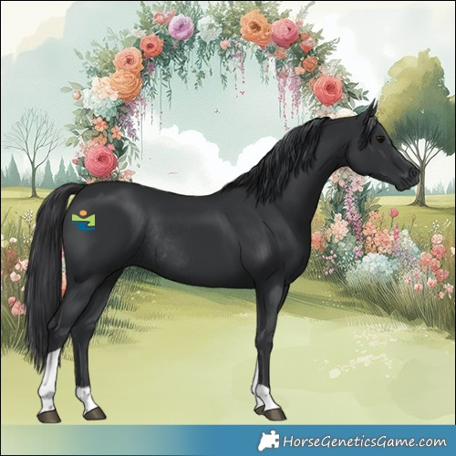 Horse Color:Black Tobiano Rabicano 