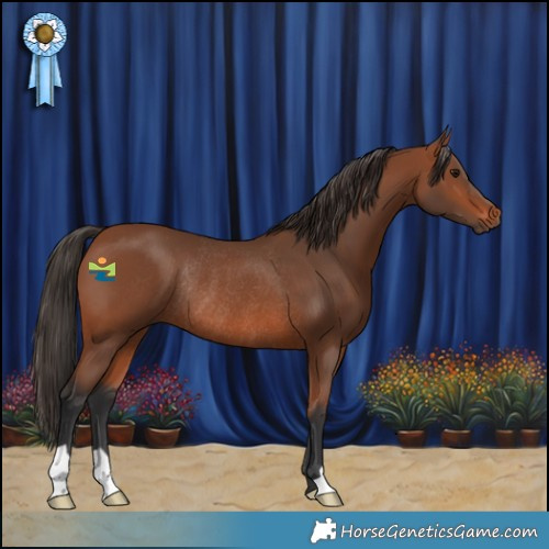 Horse Color:Bay Rabicano 