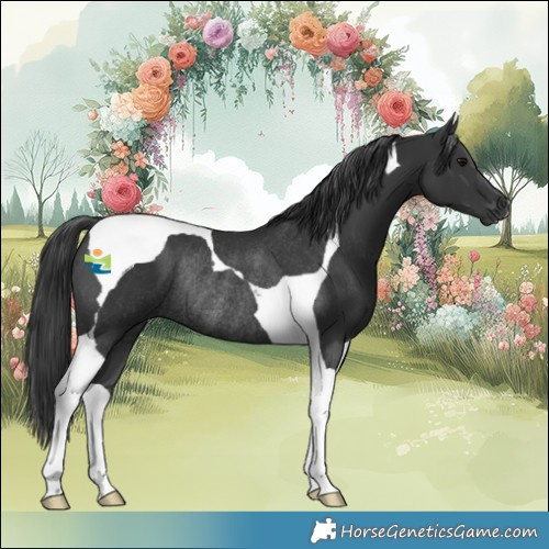 Horse Color:Black Tobiano Rabicano