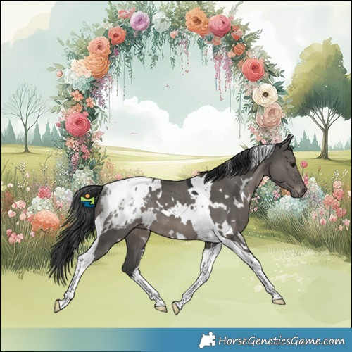 Horse Color:White Spotted Grullo Tobiano Blanket Rabicano 