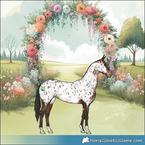 Horse Color:Bay Appaloosa Rabicano