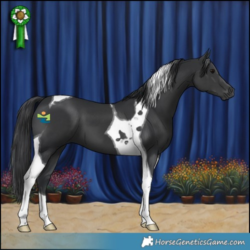 Horse Color:Black Tobiano 