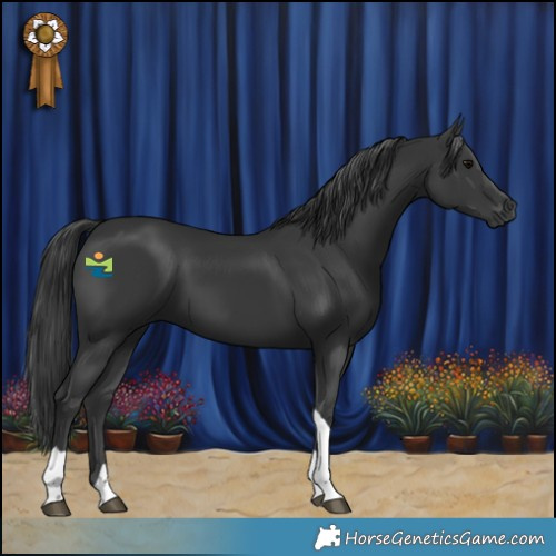 Horse Color:Black Tobiano