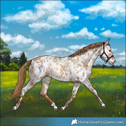 Horse Color:Red Dun Appaloosa and Red Dun Appaloosa