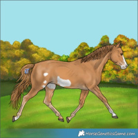 Horse Color:Chestnut Frame 