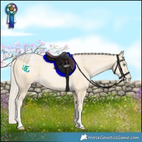 Horse Color:Palomino Pearl
