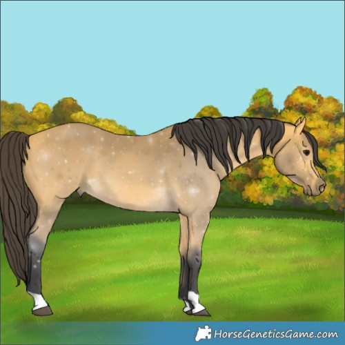 Horse Color:Buckskin 