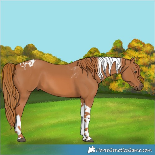 Horse Color:Chestnut Tobiano 