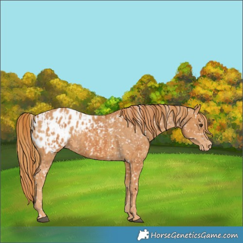 Horse Color:Chestnut Blanket and Chestnut Blanket