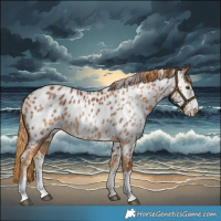 Horse Color:Chestnut Near Leopard  and Gray Chestnut Near Leopard 