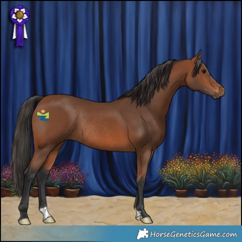 Horse Color:Bay Rabicano