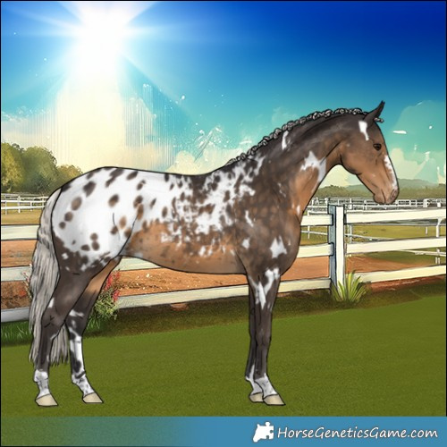 Horse Color:White Spotted Silver Smoky Black Blanket 