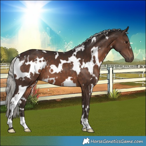 Horse Color:White Spotted Silver Brown 
