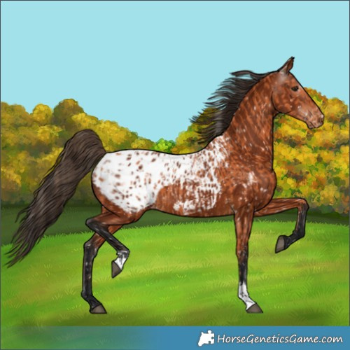Horse Color:Bay Blanket and Gray Bay Blanket